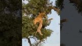 Лъв и леопард падат от дърво