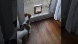 Divoký pes proti nebojácnej mačke