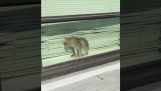 Window cleaner against wild cat