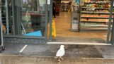 Seagull tjuv går in i en stormarknad