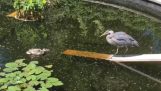 Чапля проти качки