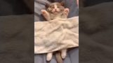 قطة تحلم بلعب الطبول