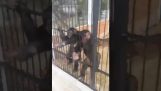 チンパンジーが携帯電話を盗む