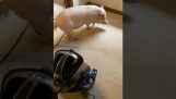 الخنزير يكره المكنسة الكهربائية