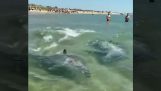 Delfiner jakter nær stranden