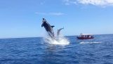 Balene ucigașe împotriva unui delfin