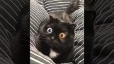 O gato com olhos hipnóticos