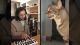 kedi hapşırma ile müzik