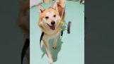 Een gehandicapte hond krijgt zijn eerste rolstoel