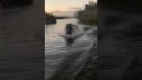 Een nijlpaard jaagt op een boot