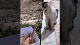 Blesková reakcia mačky