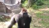 Le gorille fait peur aux visiteurs
