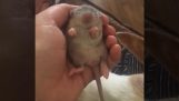 En nyfødt rotte spille violin