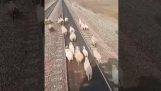 The sheep on the train tracks