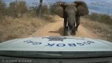 Elefant angriper en varebil