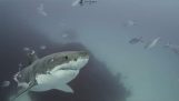 कई निशानों वाली एक बड़ी सफेद शार्क