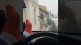 Il voulait effrayer un chat sur la voiture