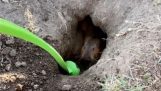 Att hjälpa en geom att gräva
