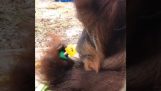 Orangutan a ořech
