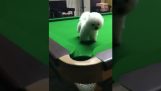 Куче на билярдната маса