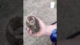 Malý ježek vyjde na nějaké jídlo
