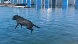 สุนัขทำการดำน้ำครั้งใหญ่