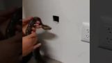 Eine Schlange vertreibt die Ratten aus einem Haus