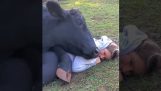 牛有了新朋友