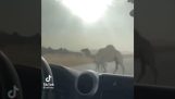 How to quickly remove a camel from the middle of the road