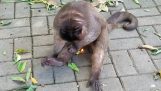 En apa leker med en tändare