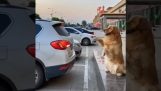 Un perro ayuda con el estacionamiento.