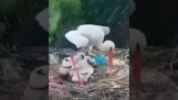 Una cigüeña protege a sus crías del granizo