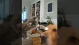 Kissanpentu halusi silittää koiraa