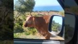 A smart cow helps a motorist