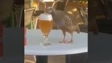 Куропатка пьет пиво