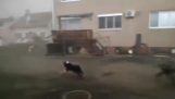 الكلب ضد الإعصار