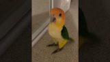 Папагај показује свој нови трик