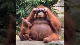 Un orangután con gafas de sol.