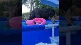 El reno quería refrescarse en la piscina