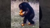 الشمبانزي والبرتقال