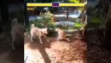 Dog vs. Cat i Street Fighter