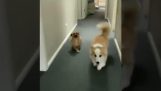 Um cachorro está zombando de seu amigo