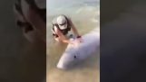 Una ballena beluga quiere jugar con los humanos