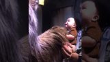 Un bébé rencontre Chewbacca
