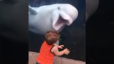 一只白鲸吓坏了孩子们