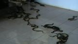 Egy férfi kígyókat enged a tárgyalóterembe