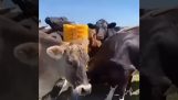 Un cadou pentru vaci