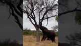 Elefant bricht den Stamm eines Baumes
