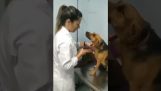 Ein ruhiger Hund beim Tierarzt