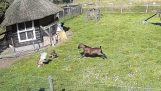 Півень і коза рятують курку від яструба